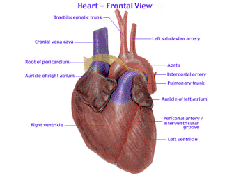 Healthy+heart