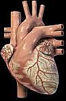 Angina, Angioprim, EDTA, Diabetes, Clogged arteries Chelation Therapy, Chelation, Oral Chelation, Oral Liquid Chelation, Atherosclerosis, Arteriosclerosis, stent, Arthritis, Osteoporosis, Cardiovacular Disease, Heart Disease, Alternative Medicine, Anti-Aging, Human Growth Hormone, DH